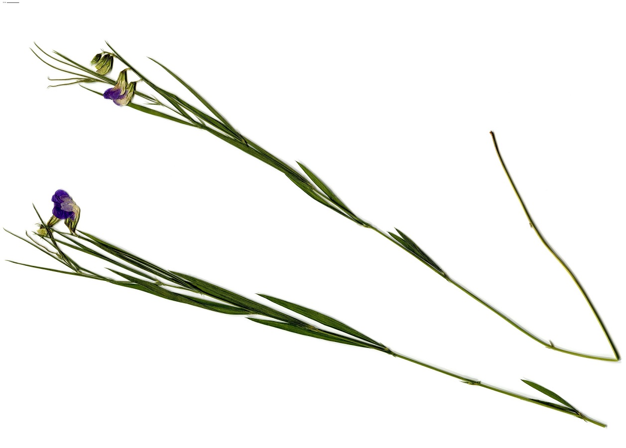 Lathyrus bauhinii (Fabaceae)